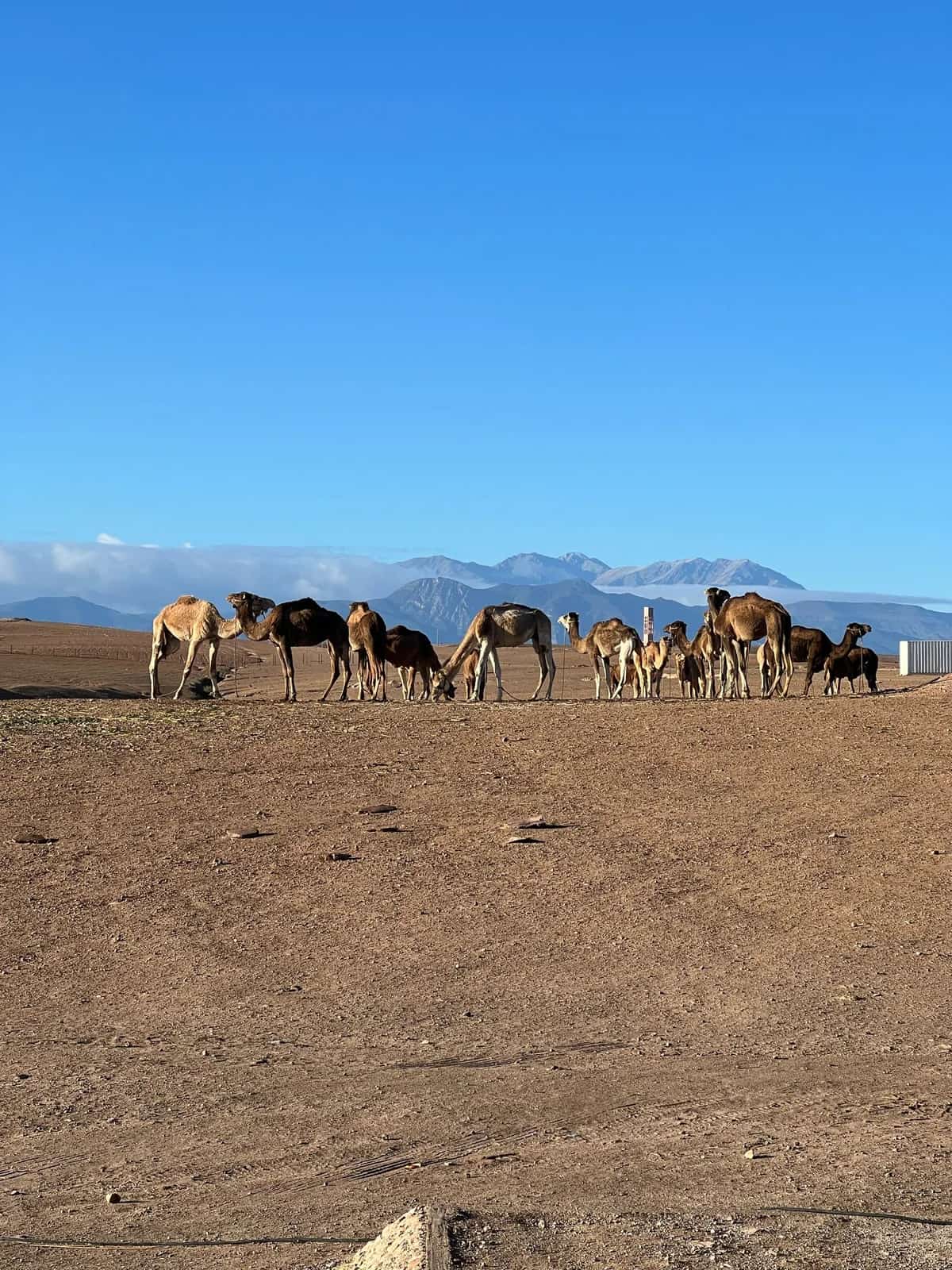 Camels on the stony Agafay plain with mountains behind
