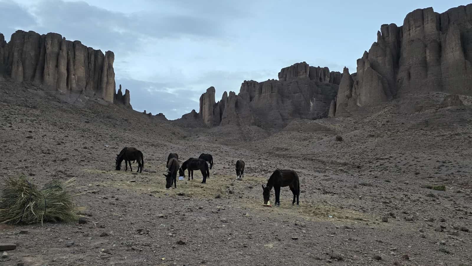 Pack animals in a rocky valley between tall stone pillars