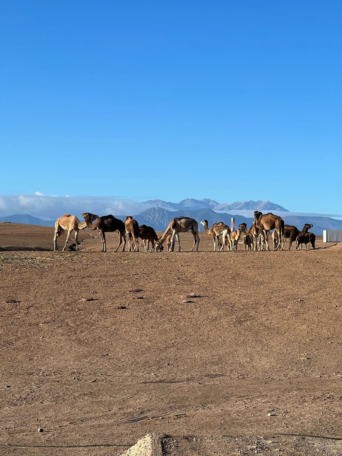 Camels on the stony Agafay plain with mountains behind