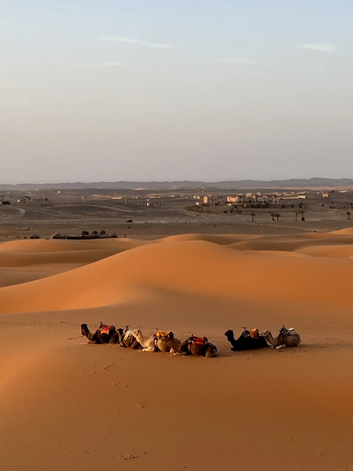 A line of resting camels among orange dunes near Merzouga